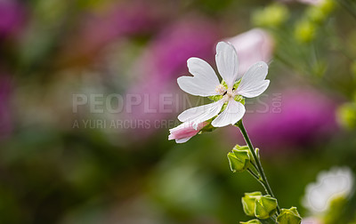 Buy stock photo A series of beautiful garden photos