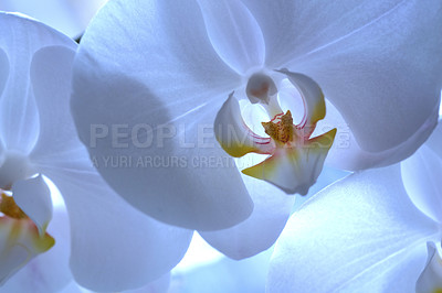 Buy stock photo A series of beautiful garden photos