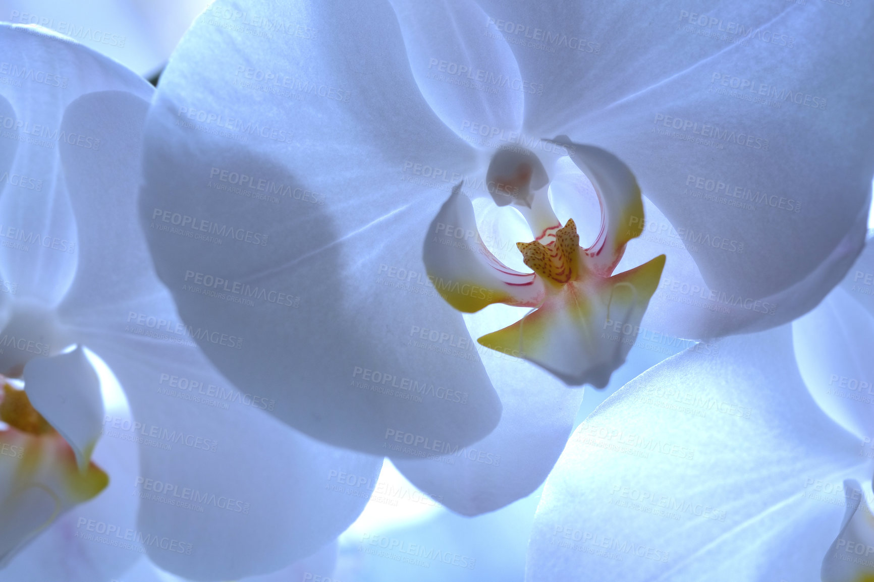 Buy stock photo A series of beautiful garden photos