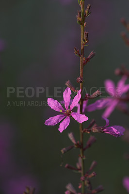 Buy stock photo Wild phlox flower growing in nature or a botanical garden against a blurred background. Vibrant pink flowering plants flourishing, blossoming and blooming in a remote environment during spring