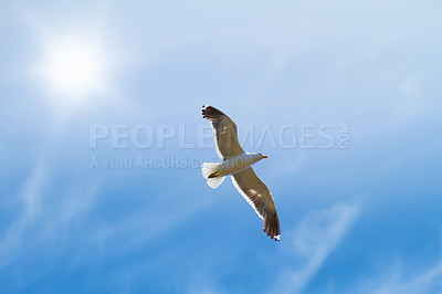 Buy stock photo Low angle view of flying seagull isolated against blue sky background, a sun, copy space. White bird soaring alone searching for nesting grounds. Birdwatching migratory avian wildlife looking of food