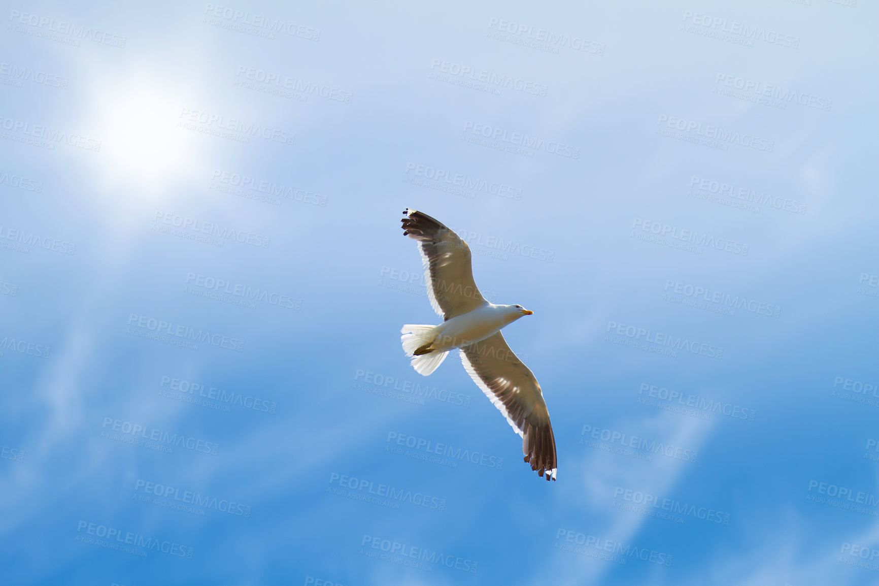 Buy stock photo Low angle view of flying seagull isolated against blue sky background, a sun, copy space. White bird soaring alone searching for nesting grounds. Birdwatching migratory avian wildlife looking of food