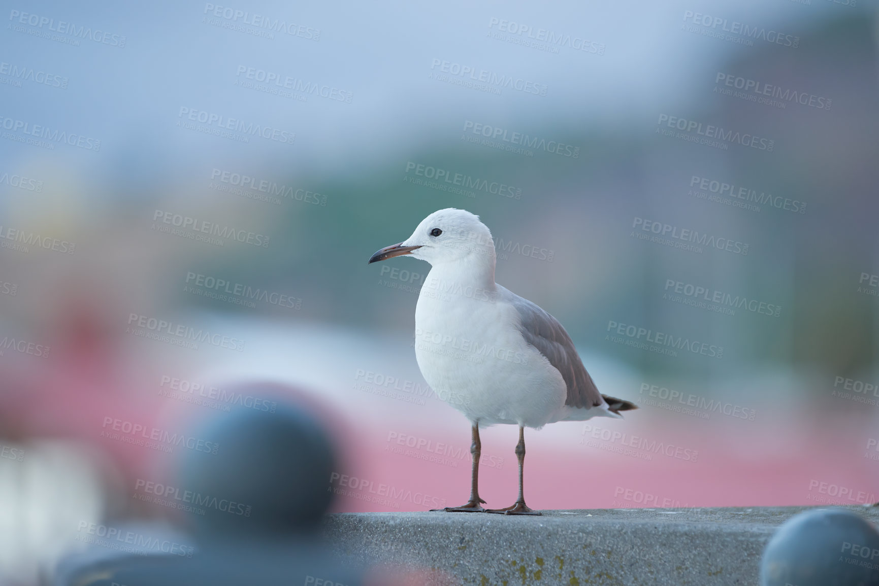Buy stock photo Closeup of a seagull perched on a concrete surface outdoors with copyspace. One white bird or animal with a sharp beak looking for food to eat while flying around during the day. 