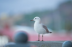 Seagull