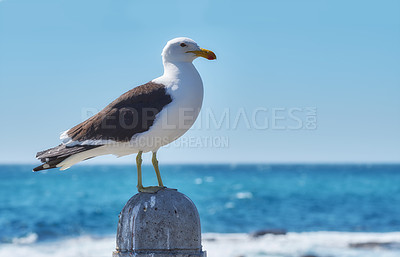 Buy stock photo One seagull perched on a ledge at an old sea pier. Zoom of the european herring gull looking for food at the harbor alone. Closeup of a sea bird looking at the view by the wharf during summer