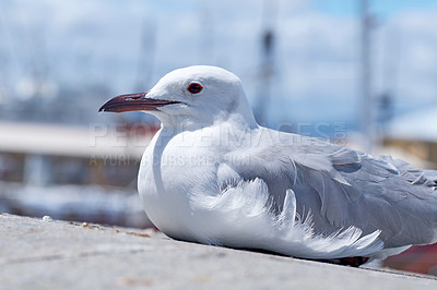 Buy stock photo  Seagull with red beak and eyes sits on the pavement. sea bird with grey feathers waiting patiently on the side of the harbour for passers by to drop or throw food on the floor. 