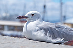 Seagull