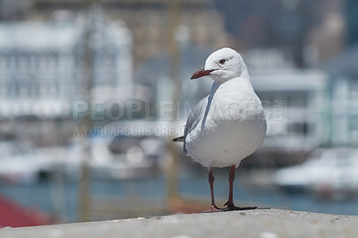 Buy stock photo One seagull sitting on a ledge at an old sea pier. Zoom of the European herring gull looking for food at the harbor alone. Closeup of a seagull bird looking at the view by the wharf during summer