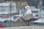 Seagull