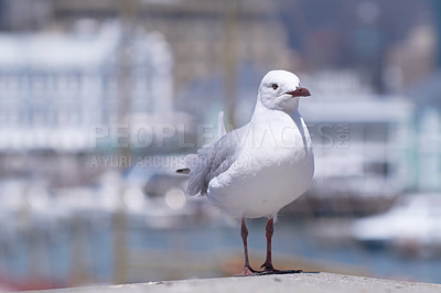 Buy stock photo Closeup of a seagull isolated against a bokeh background with copy space. Full length of a white bird standing alone by a coastal city dock. Birdwatching migratory avian wildlife in search for food