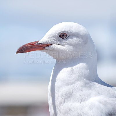 Buy stock photo Closeup of a seagull in its habitat by the ocean in summer. Portrait of wildlife in nature against a blurred background outside. One white marine bird sitting on a pier at the beach with copy space