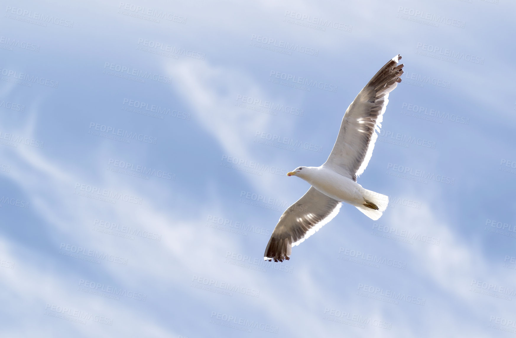 Buy stock photo Seagull flying high in the sky. Sea bird soaring in the atmosphere with wings fully spread out. Flying above the sea with a bird's eye view looking for fish to catch and locating his flock. 