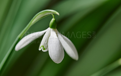 Buy stock photo Closeup of a snowdrop flower against blurred nature background. Beautiful common white flowering plant or Galanthus Nivalis growing with petals, leaves and stem detail blooming in spring season