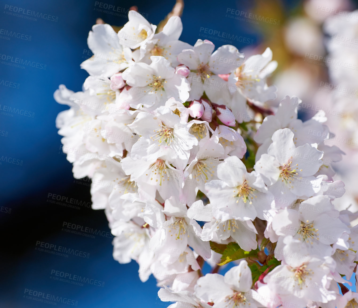 Buy stock photo Springtime photos