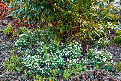 Buy stock photo A bush of snowdrop flowers growing in nature. Landscape of wild common flowering plants or Galanthus Nivalis in between lush leaves and green vegetations in an eco friendly, biodiverse environment