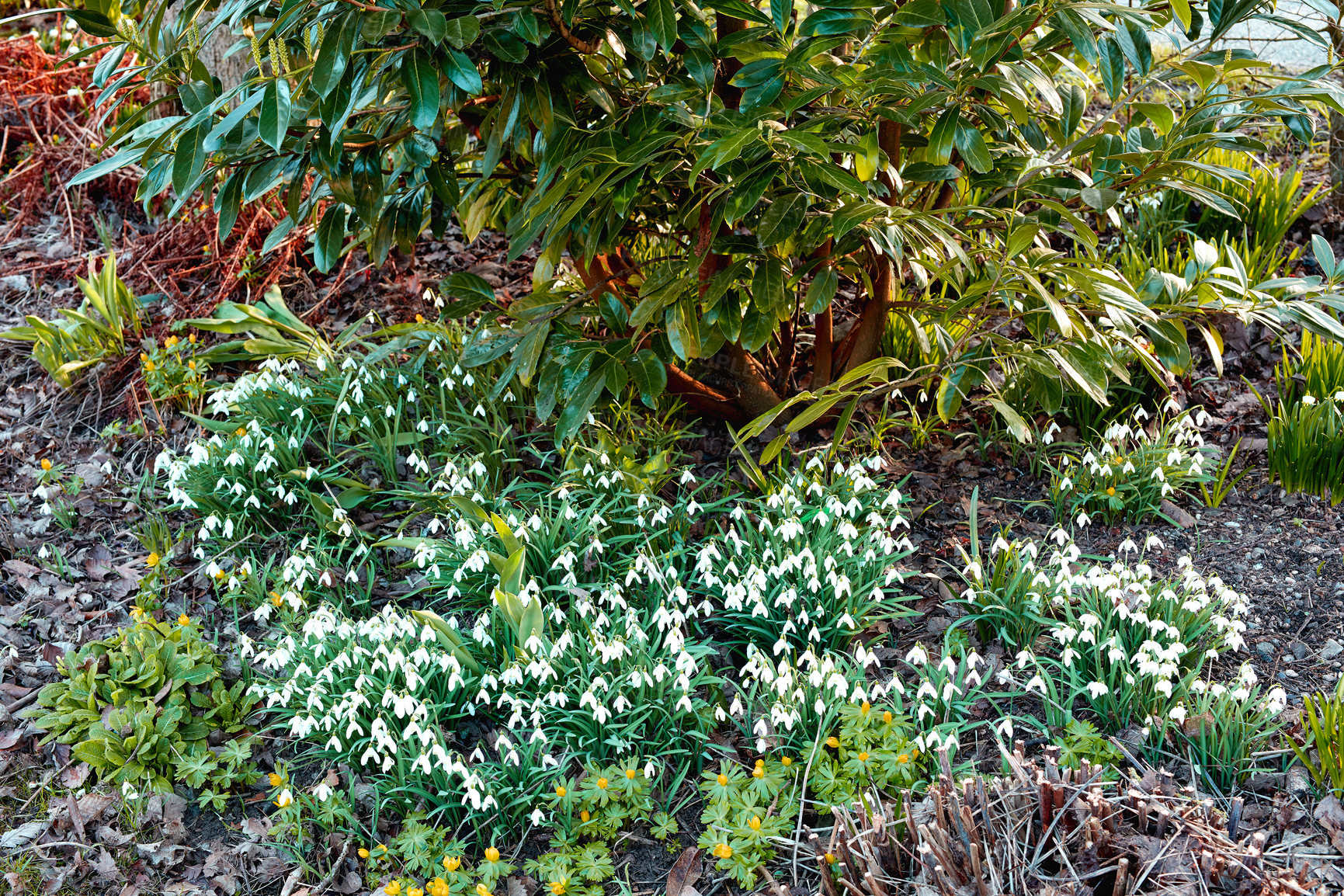 Buy stock photo A bush of snowdrop flowers growing in nature. Landscape of wild common flowering plants or Galanthus Nivalis in between lush leaves and green vegetations in an eco friendly, biodiverse environment