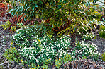 Common snowdrop - Galanthus nivalis 