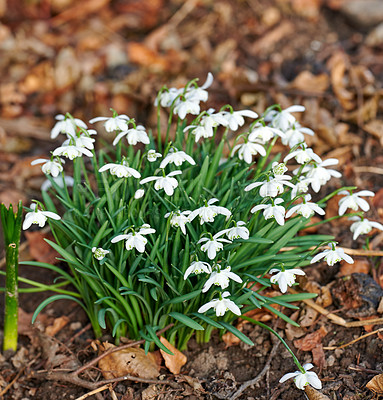 Buy stock photo White snowdrop flowers growing in a forest from above. Closeup flowerbed of common perennial plants or galanthus nivalis flowering and blooming in nature or in a green eco friendly environment