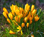 Beautiful crocus in the spring