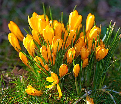 Buy stock photo Beautiful crocus in my garden in springtime