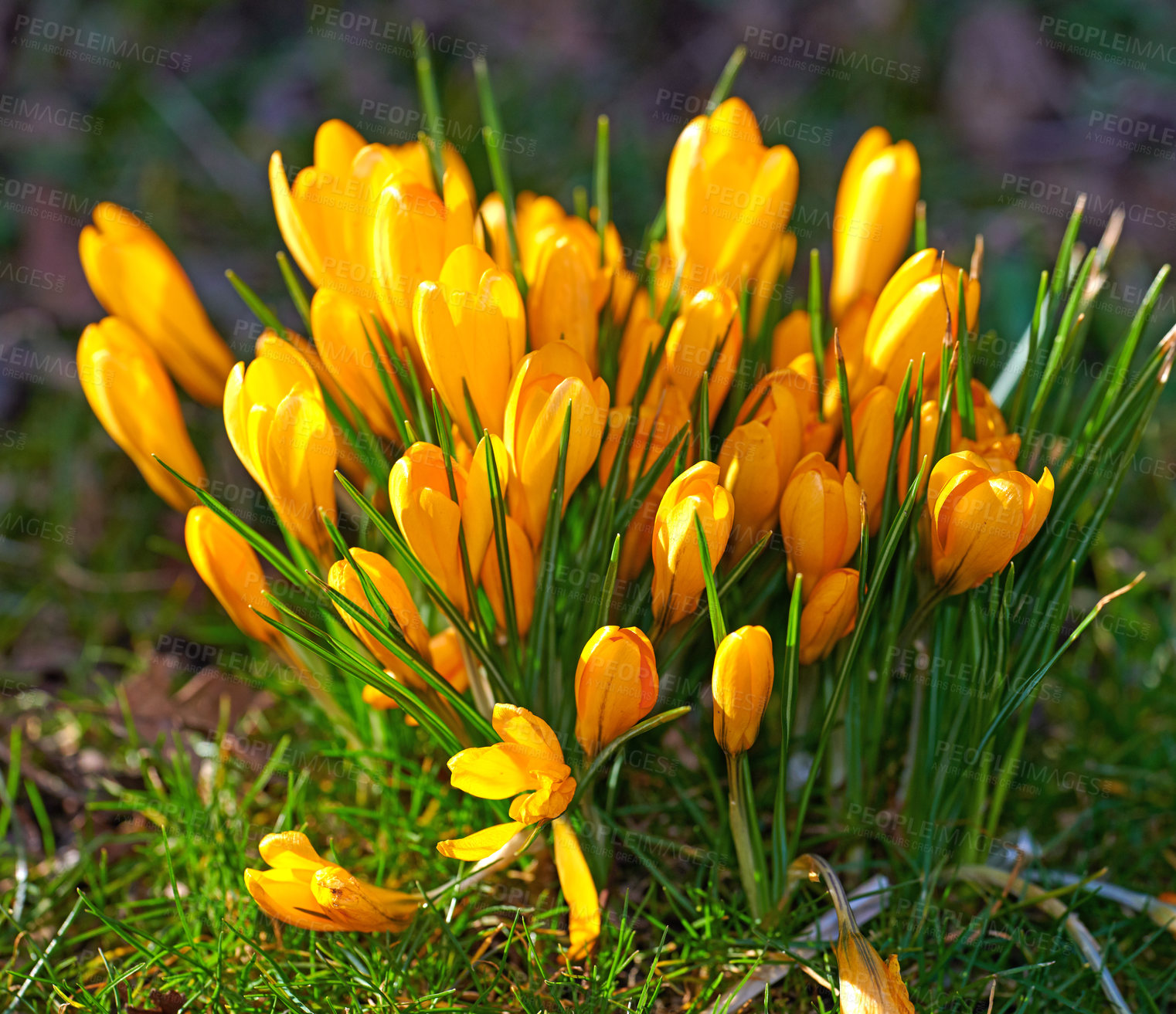 Buy stock photo Beautiful crocus in my garden in springtime