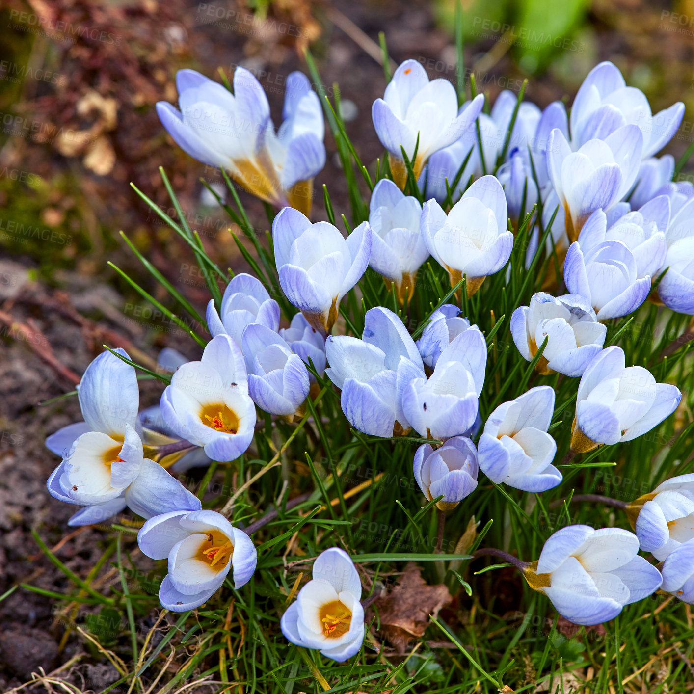 Buy stock photo Beautiful crocus in my garden in springtime