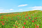 Poppies in the countryside in early summer