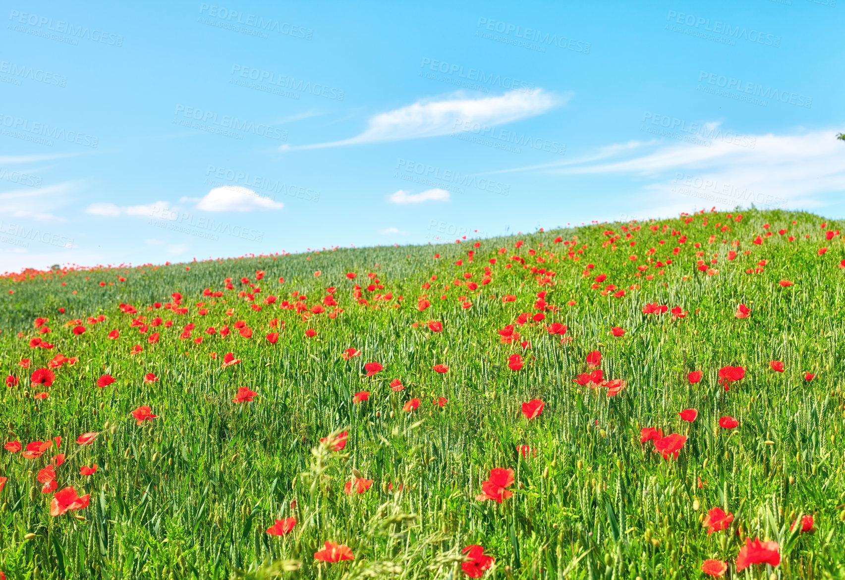 Buy stock photo A  photo of poppies in the countryside in early summer