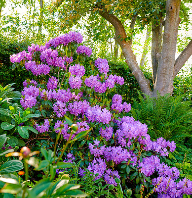 Buy stock photo Purple Rhododendron growing on a flowerbed in a backyard garden. Violet flowering plants blooming and blossoming in a park or on a field in summer. Flora in it's natural environment in nature
