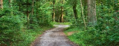 Buy stock photo Secret forest path hidden in lush green wilderness. Wide angle of peaceful quiet nature landscape with old walking trail in dense woodland to explore. Vibrant trees growing in spring in Denmark 