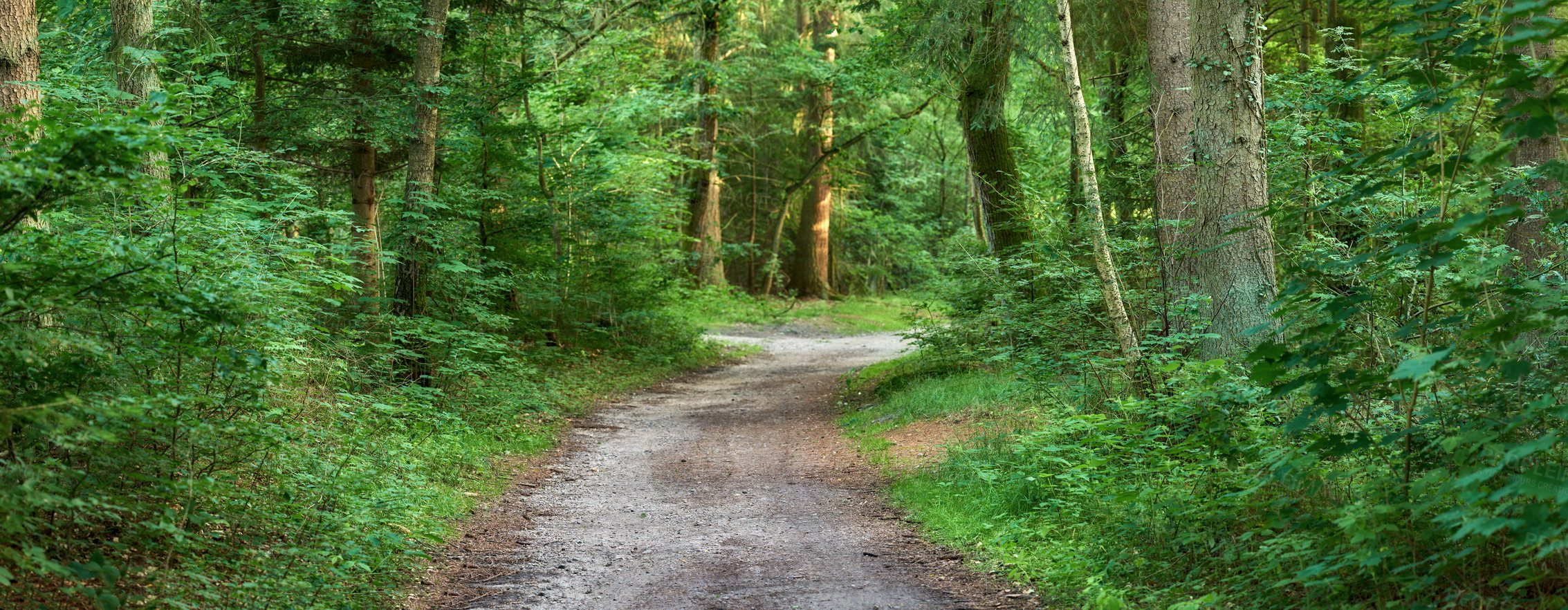 Buy stock photo Secret forest path hidden in lush green wilderness. Wide angle of peaceful quiet nature landscape with old walking trail in dense woodland to explore. Vibrant trees growing in spring in Denmark 