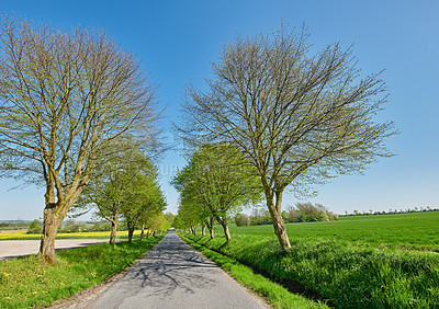 Buy stock photo A road in between trees in spring with a clear blue sky. A countryside street or avenue winding through a beautiful empty tree park or green grass land with early regrowth on branches