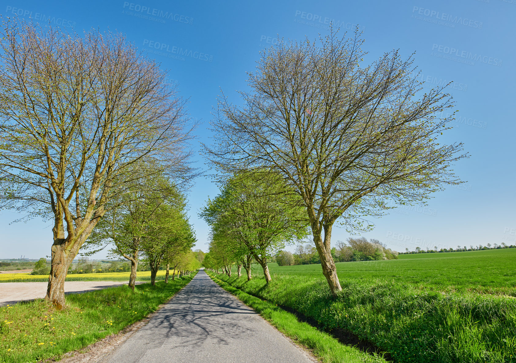 Buy stock photo A road in between trees in spring with a clear blue sky. A countryside street or avenue winding through a beautiful empty tree park or green grass land with early regrowth on branches