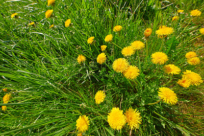 Buy stock photo Dandelion on green background