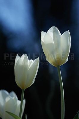 Buy stock photo Beautiful white tulips in my garden in early springtime