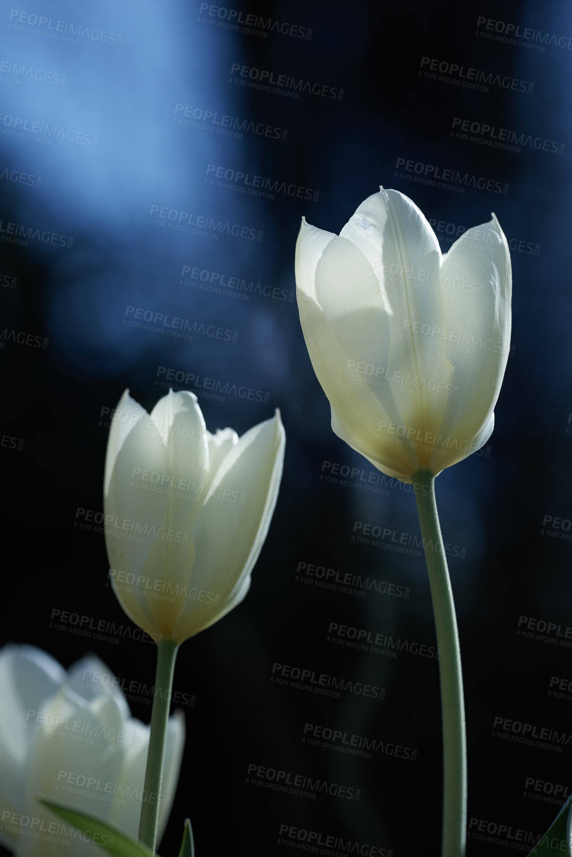 Buy stock photo Beautiful white tulips in my garden in early springtime