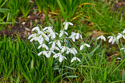 Buy stock photo Galanthus nivalis was described by the Swedish botanist Carl Linnaeus in his Species Plantarum in 1753, and given the specific epithet nivalis, meaning snowy (Galanthus means with milk-white flowers). T