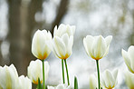 White tulips in my garden