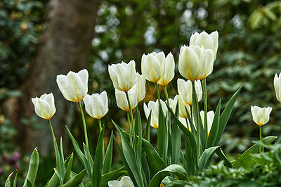 Buy stock photo Beautiful white tulips in my garden in early springtime