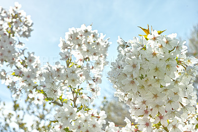Buy stock photo Below view of mirabelle plum blooming and flowering in the spring season. Plant life in it's natural habitat and environment. Prunus domestica L. against the background of a clear blue sky in summer