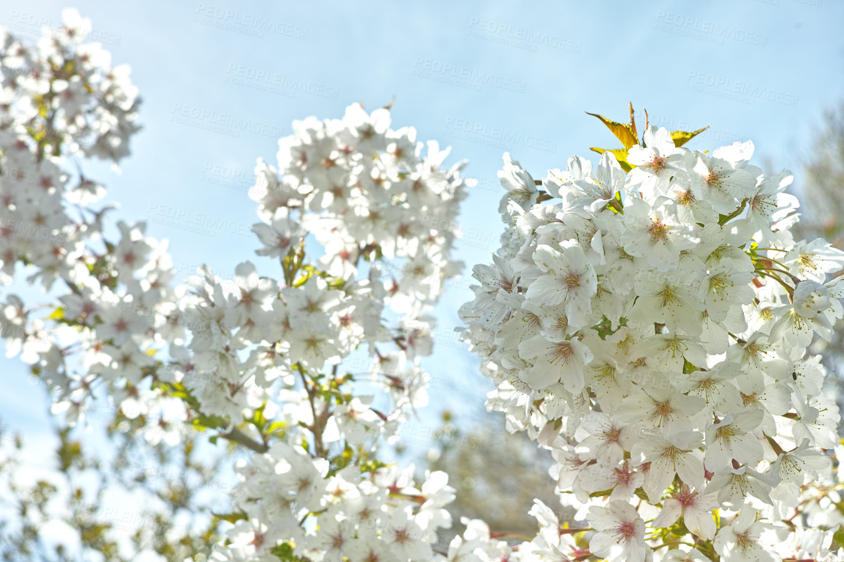 Buy stock photo Below view of mirabelle plum blooming and flowering in the spring season. Plant life in it's natural habitat and environment. Prunus domestica L. against the background of a clear blue sky in summer