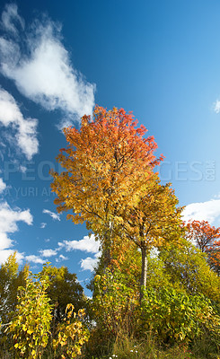 Buy stock photo Low angle of trees in autumn changing colors against a cloudy blue sky with copy space. Tall oak trees in a colorful forest landscape in secluded woodland. Lush red and yellow leaves in fall season