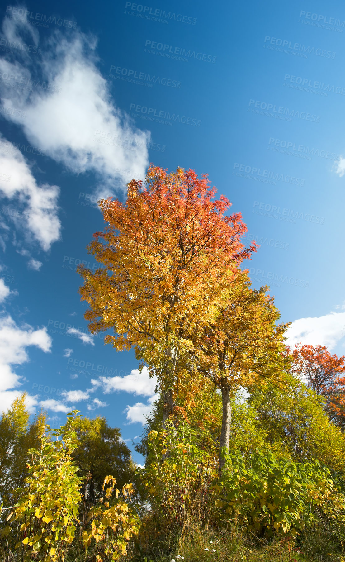 Buy stock photo Low angle of trees in autumn changing colors against a cloudy blue sky with copy space. Tall oak trees in a colorful forest landscape in secluded woodland. Lush red and yellow leaves in fall season