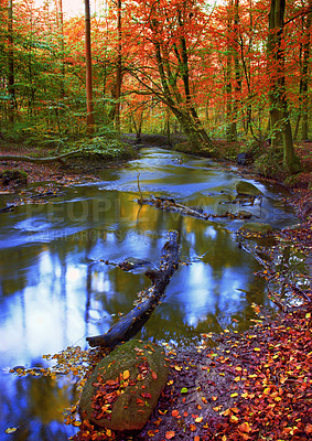 Buy stock photo Beautiful and vibrant autumn forest and a stream flowing through it. The landscape of a river in the woods outdoors in nature near tall trees with yellow and orange leaves