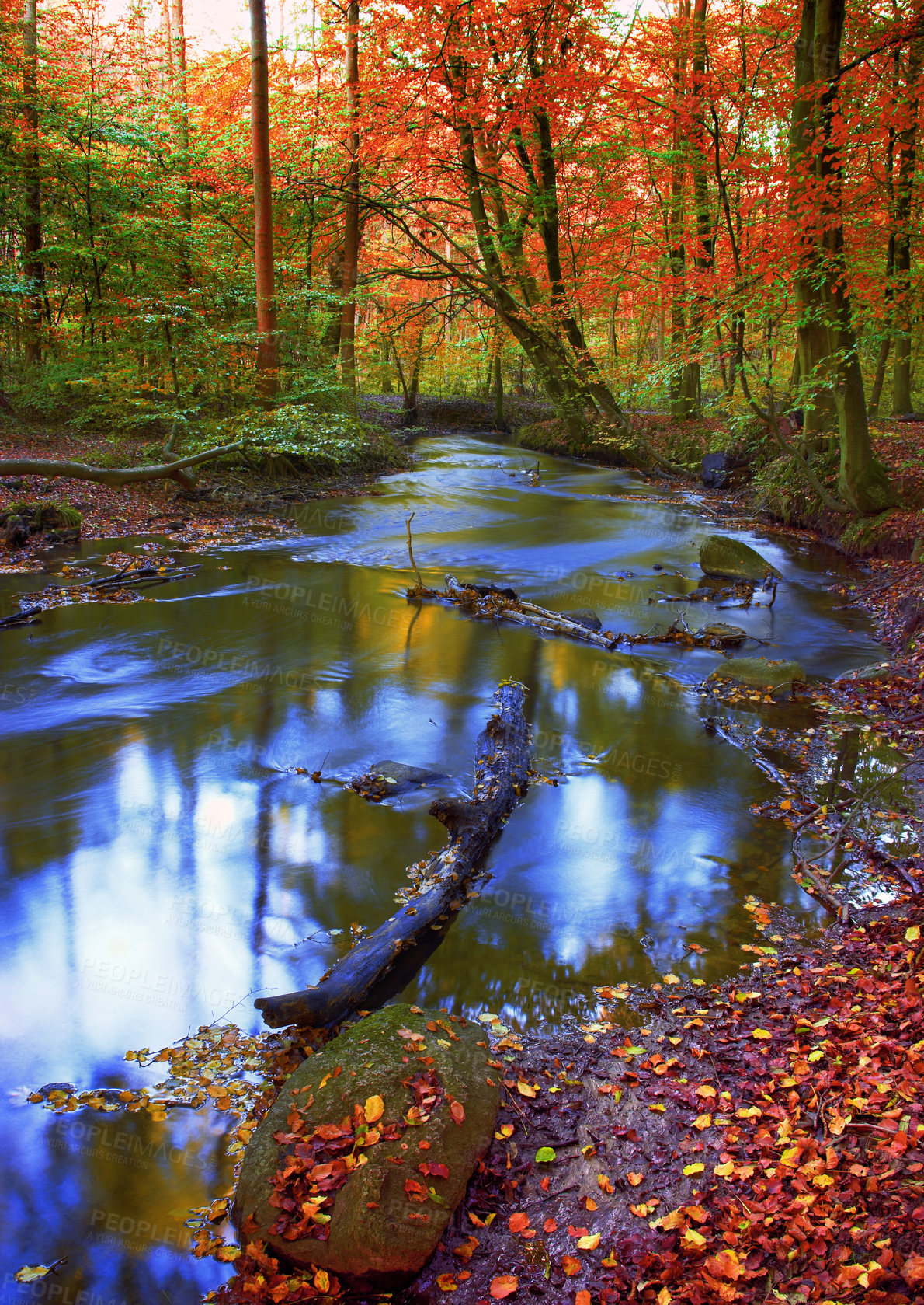 Buy stock photo Beautiful and vibrant autumn forest and a stream flowing through it. The landscape of a river in the woods outdoors in nature near tall trees with yellow and orange leaves