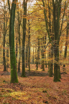 Buy stock photo Uncultivated forest wilderness in Denmark - Odde Natural Park