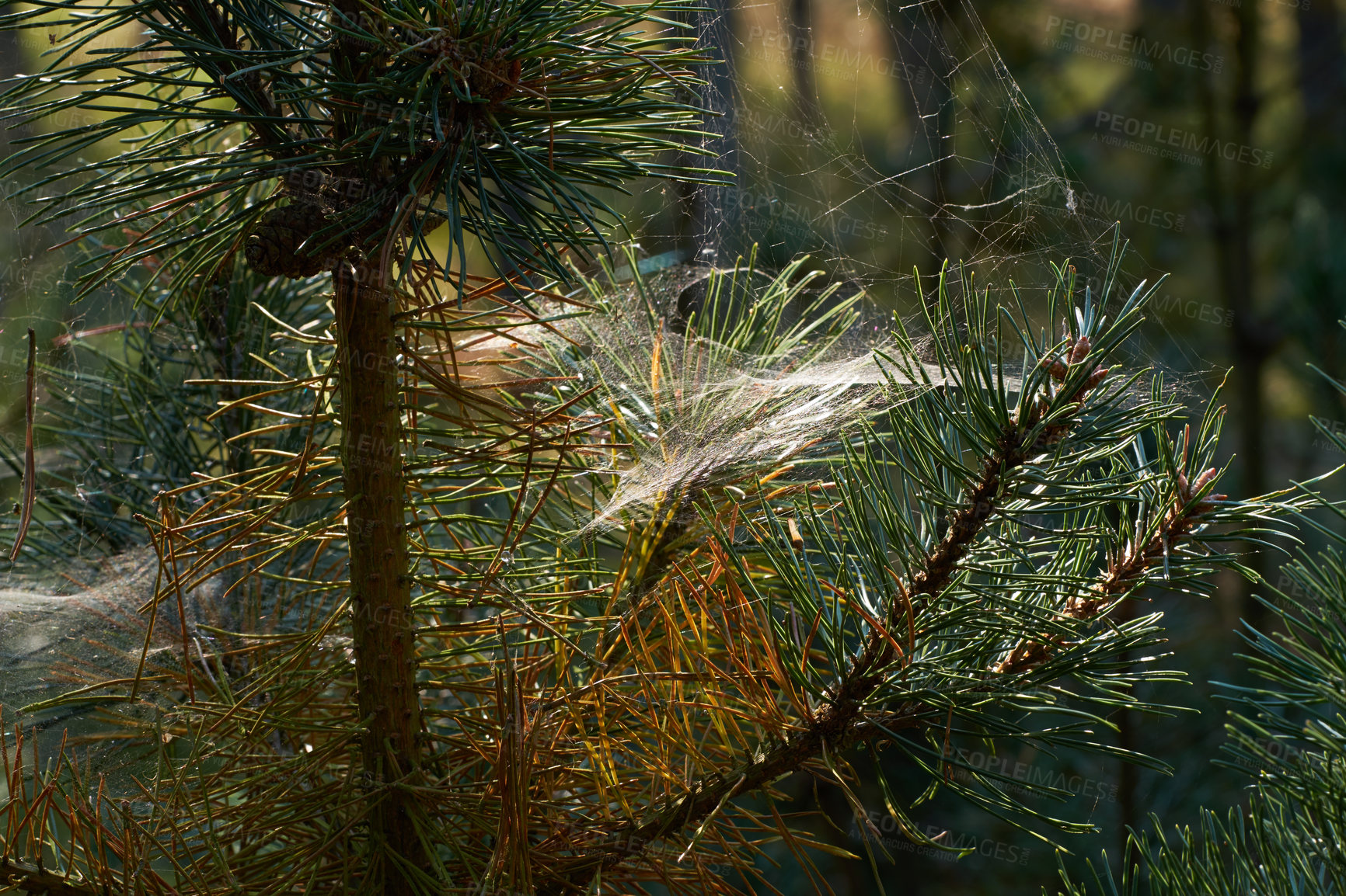 Buy stock photo Uncultivated forest wilderness in Denmark - Odde Natural Park