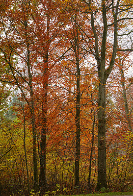 Buy stock photo A wild forest in the autumn wilderness. Secluded woodland filled with big trees, vegetation and plants in the fall season. Tall pine trees in a colorful forest in a mountain environment in nature