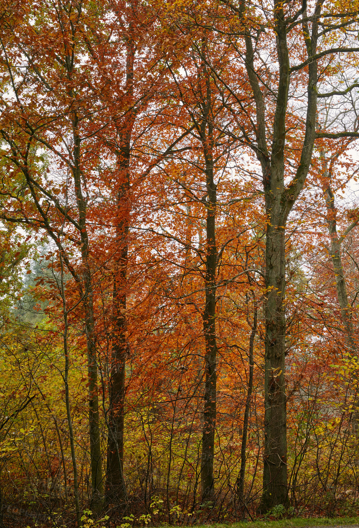 Buy stock photo A wild forest in the autumn wilderness. Secluded woodland filled with big trees, vegetation and plants in the fall season. Tall pine trees in a colorful forest in a mountain environment in nature