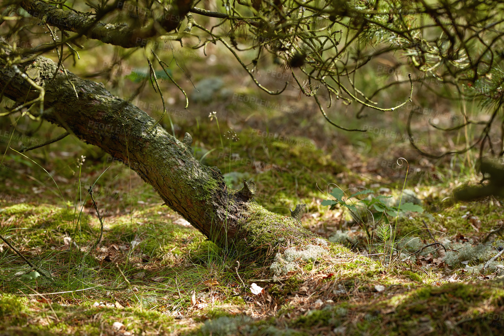 Buy stock photo The forest in late winter - early spring